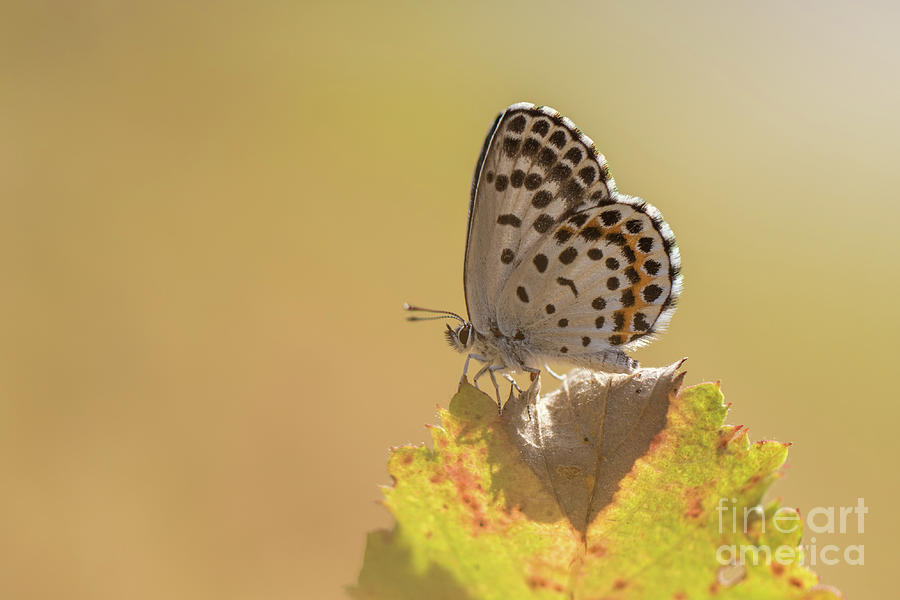 Chequered Blue Butterfly - Scolitantides orion Photograph by Jivko Nakev