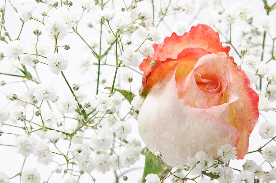Flower Photograph - Cherish by Andee Design