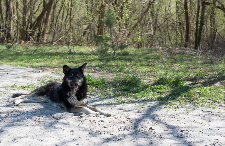 Chernobyl wild dog Photograph by Juli Scalzi