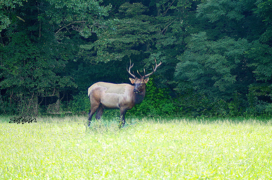 Cherokee Elk Photograph by Seth Weaver