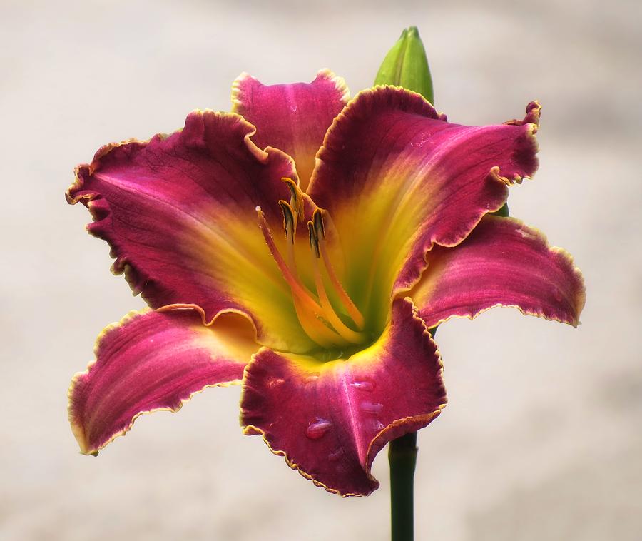 Cherokee Heritage Daylily - Cropped Photograph by MTBobbins Photography