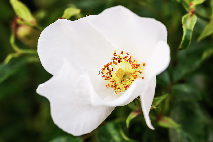 Cherokee Rose closeup in nature Photograph by Vishwanath Bhat