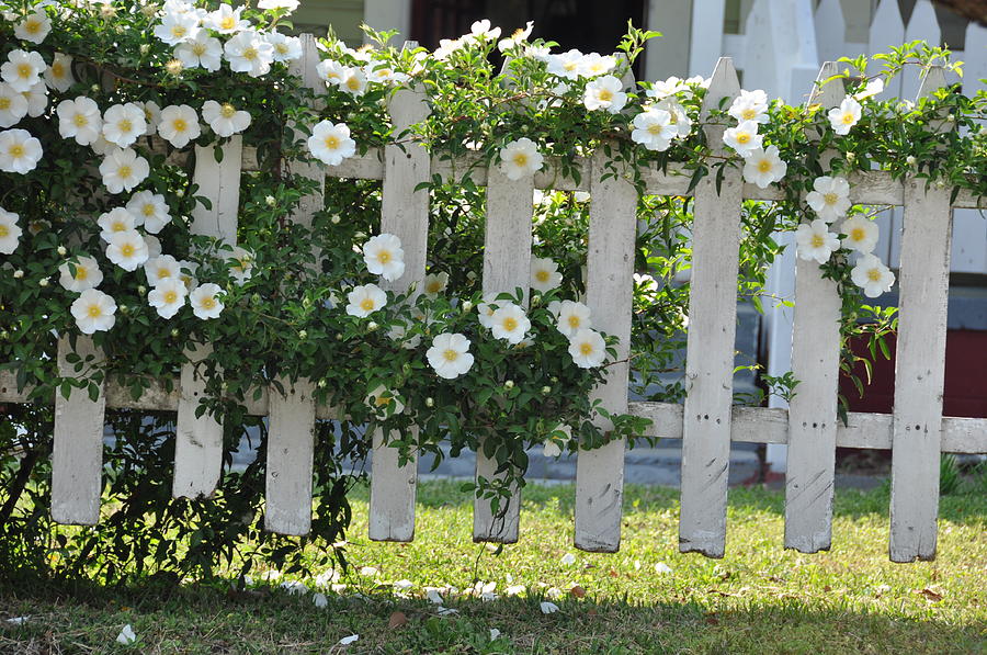 Cherokee Roses 2 Photograph by Jan Amiss Photography