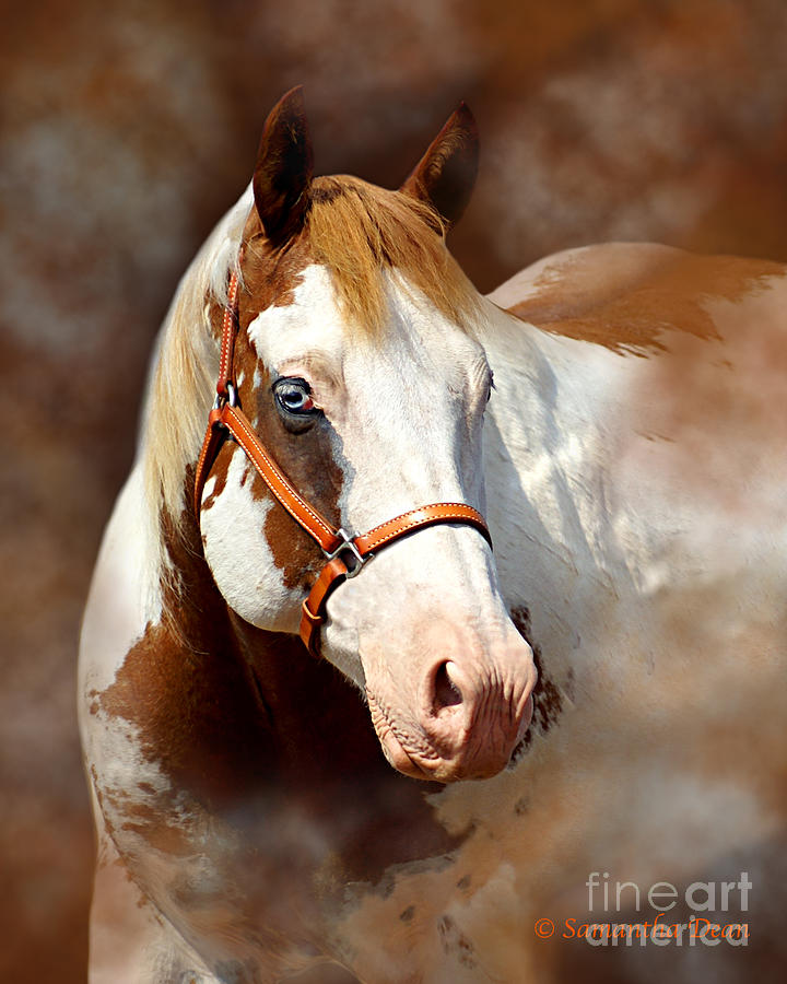 Horse Painting - Cherokee by Samantha Dean