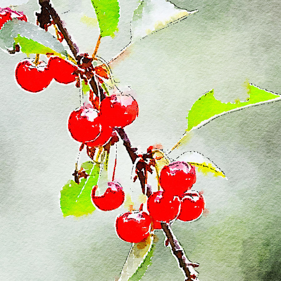 Cherries 1 Photograph by Ronda Broatch