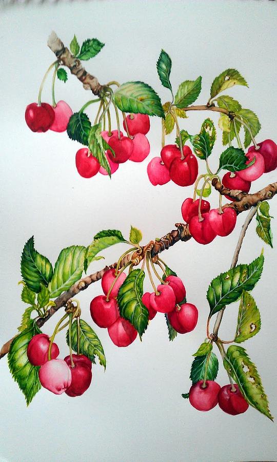 Fruit Painting - Cherries by Agnesdale Black