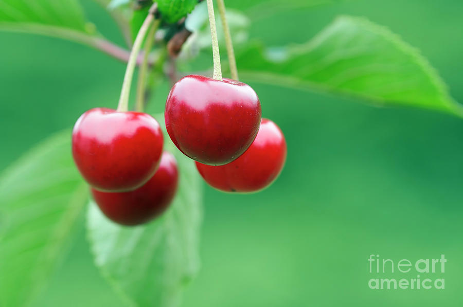 Cherries Photograph by Michal Boubin