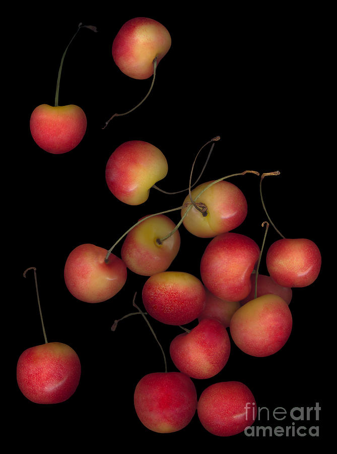 Fruit Photograph - Cherries Multiplied by Heather Kirk