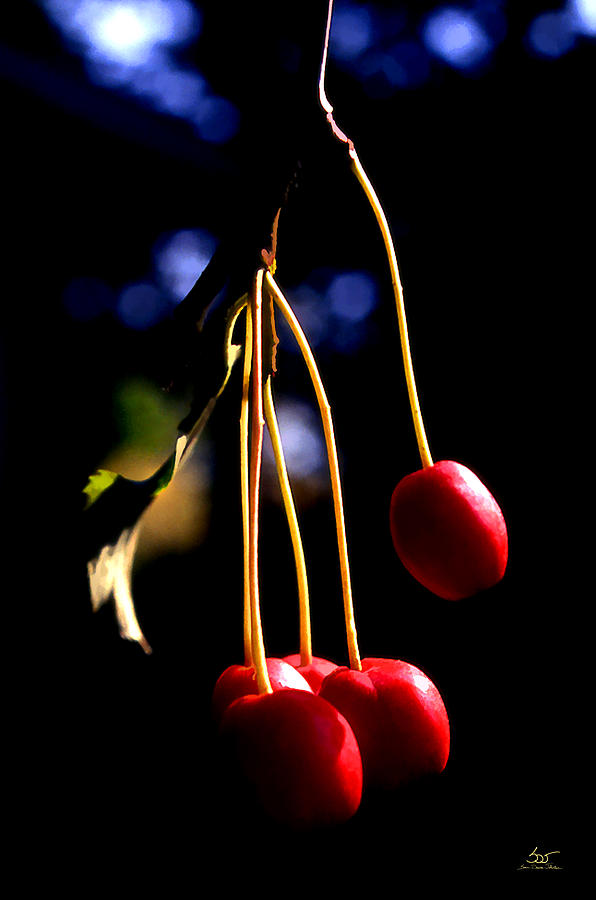 Cherries Photograph by Sam Davis Johnson