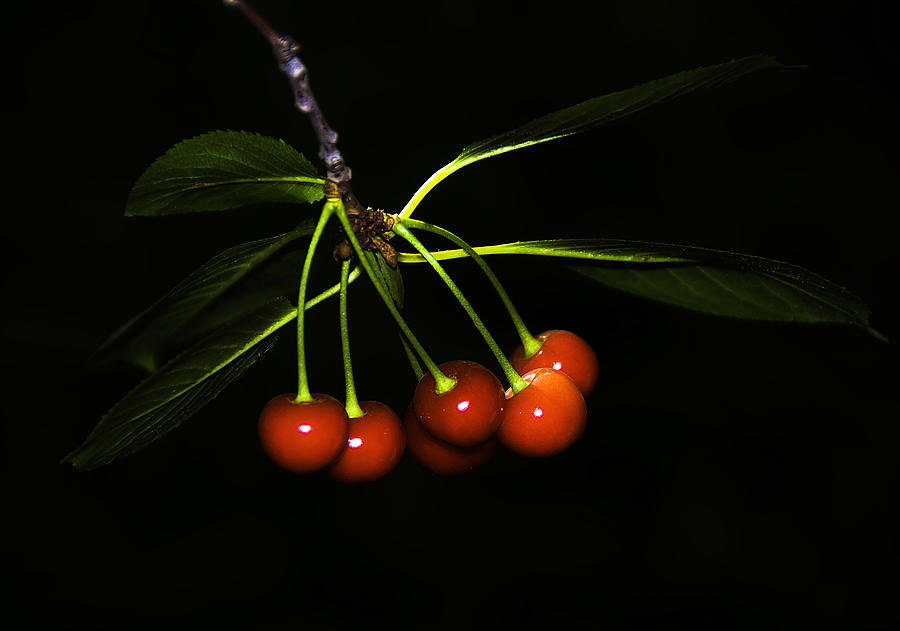 Cherries Photograph by Svetlana Sewell