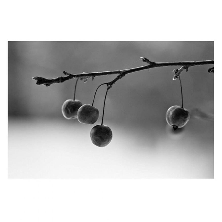 Monochrome Photograph - Cherries

#monochrome  #blackandwhite by Mandy Tabatt
