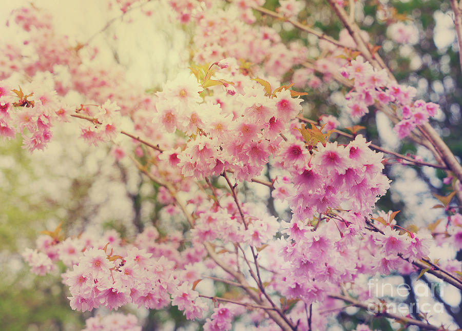 Cherry Bloom Photograph by Anastasy Yarmolovich