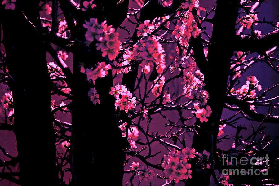 Cherry Bloom Photograph by Tim Richards