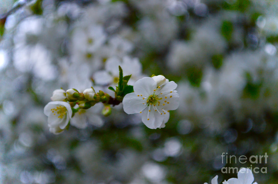 Cherry Blooms Photograph by Photos By Zulma - Fine Art America