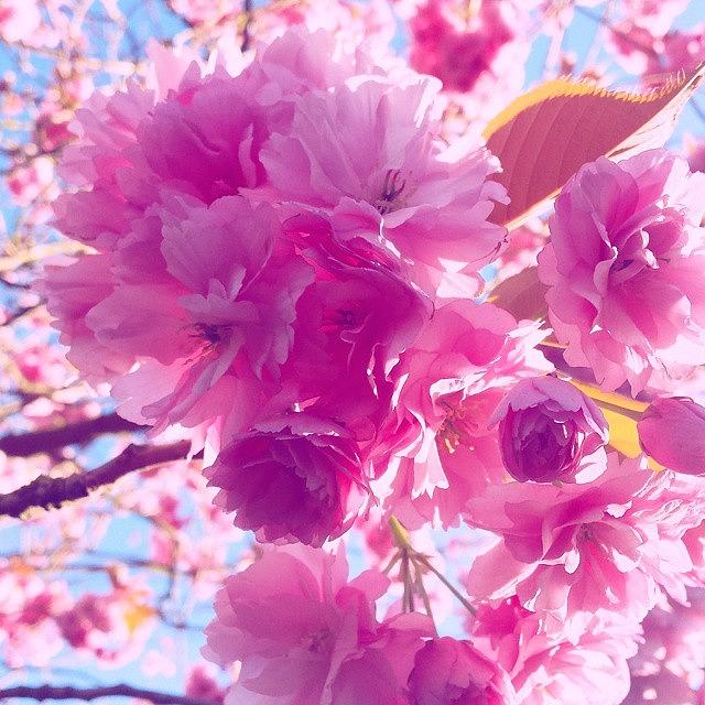 Spring Photograph - Cherry Blossom ♡ #seftonpark by Jen Chapman 