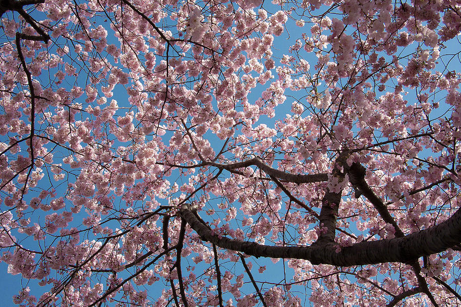 Cherry Blossom - 3 Photograph by Riccardo Forte