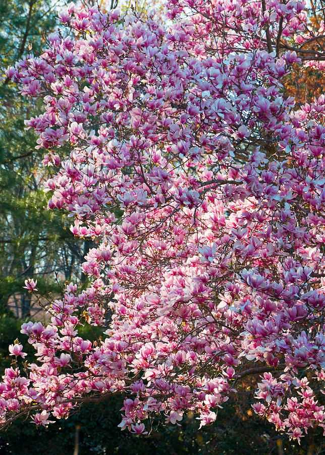 Cherry Blossom - 2 Photograph by Riccardo Forte