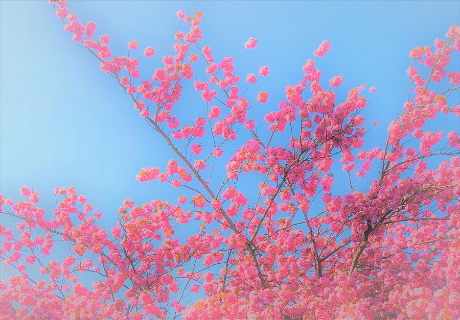 Cherry Blossom Abstract Photograph