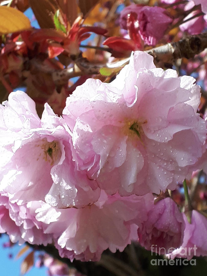Cherry Blossom after Rain Photograph by Brenda Kean