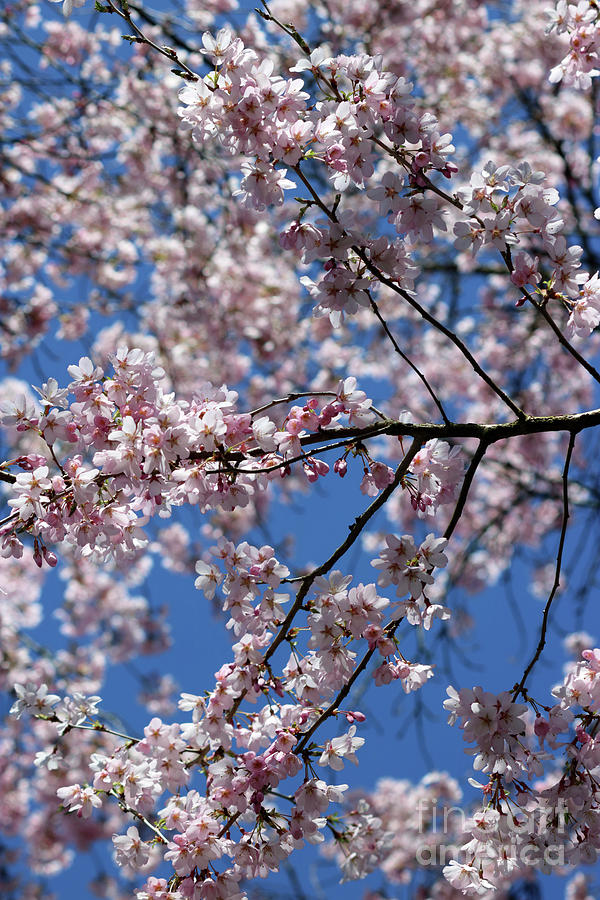 Cherry Blossom against Blue Sky Photograph by Julia Gavin