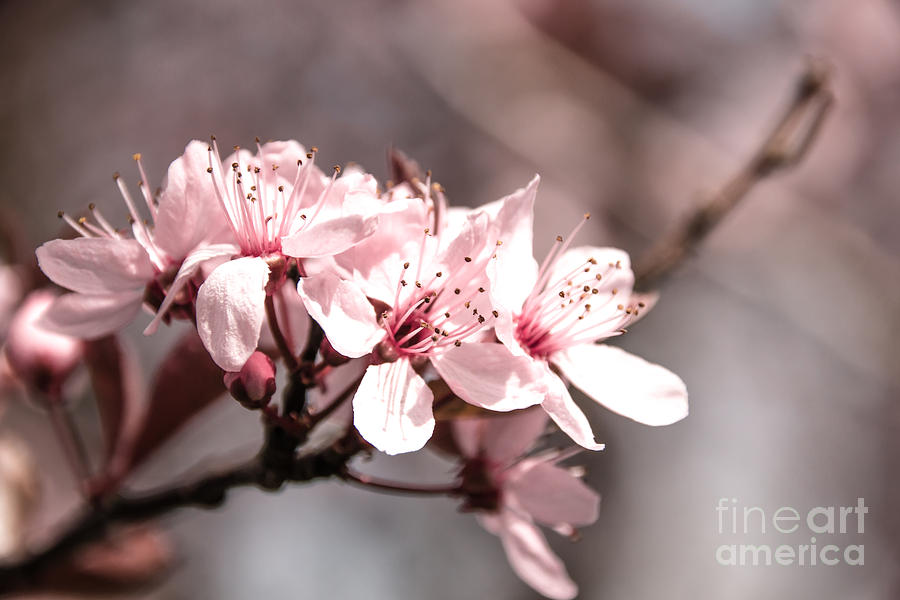 Cherry Blossom Photograph by Amanda Mohler