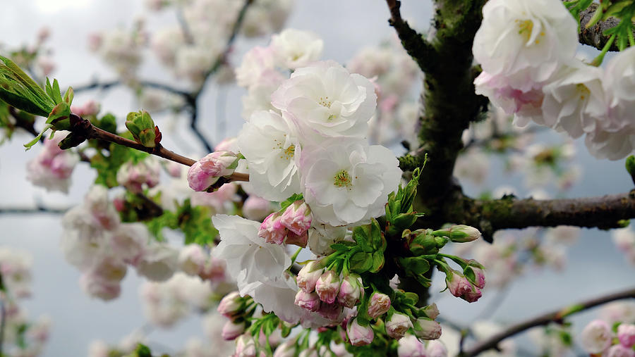 Cherry Blossom Photograph by Amy Belisle - Fine Art America