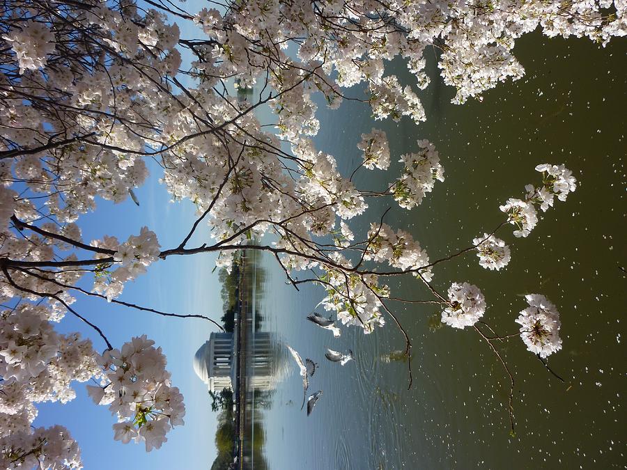 Jefferson Memorial Photograph - Cherry Blossom and Jefferson Memorial by Wei  Luo