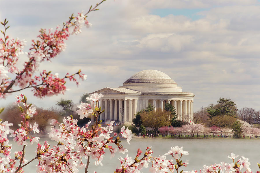 Cherry Blossom And Jefferson Photograph