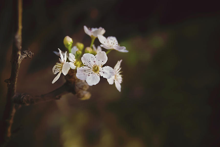 Cherry Blossom Photograph by April Reppucci