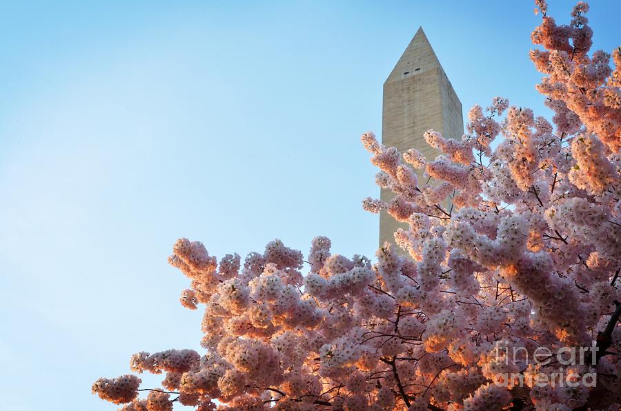 Cherry Blossoms at the Washington Monument Photograph by Jonas Luis