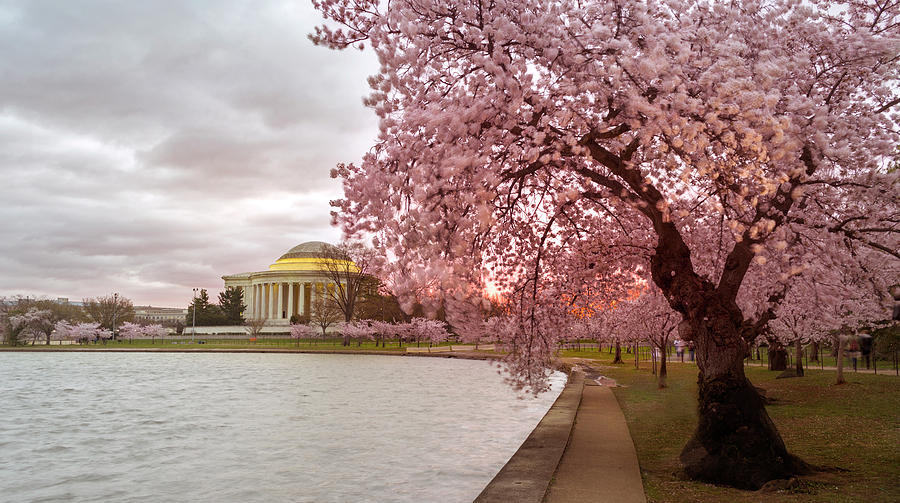 Cherry Blossom at Tidal Basin, DC by Rima Biswas Cherry Blossom at Tidal Basin, DC by Rima Biswas