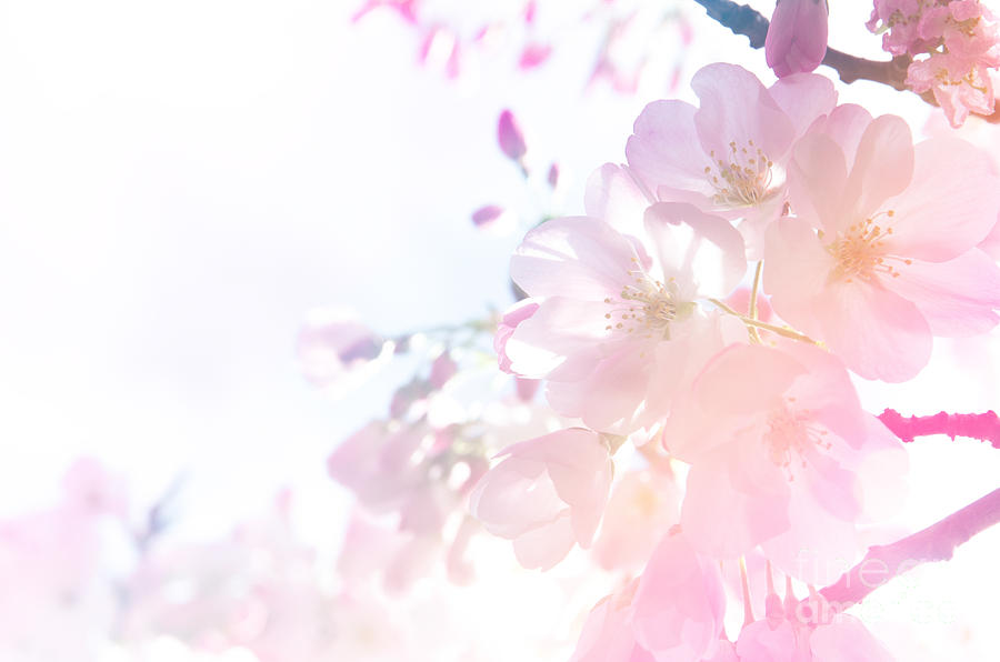 Cherry Blossom Background In Gradient Light Photograph By Sky Sajjaphot