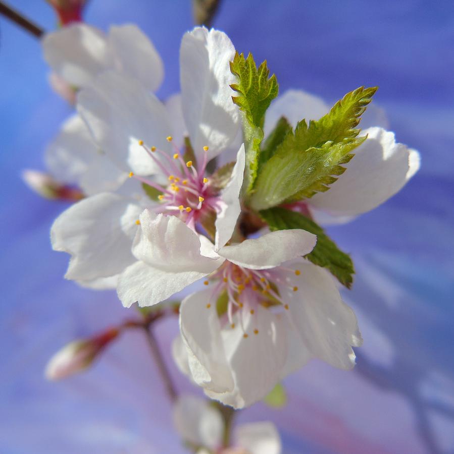 Cherry Blossom Photograph by Barbara St Jean