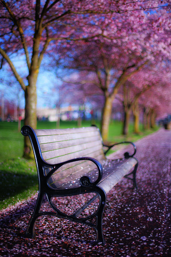 Cherry Blossom Bench Photograph