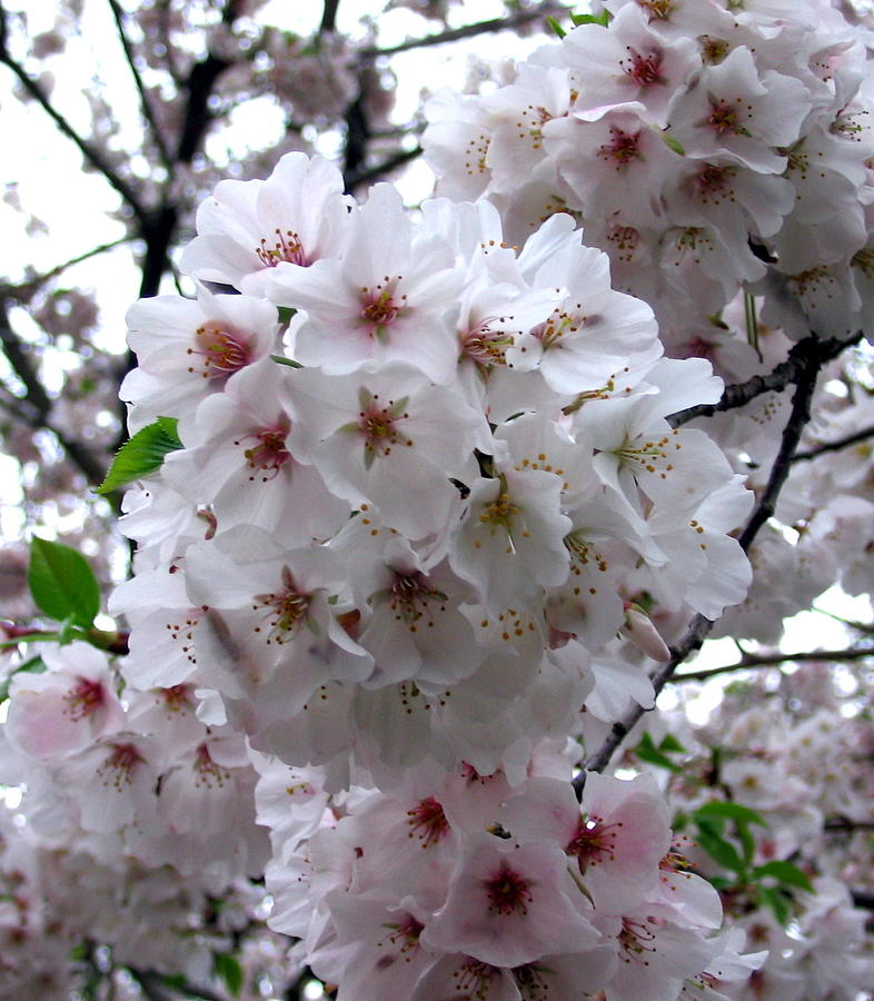 Cherry Blossom Photograph by Bindu Viswanathan