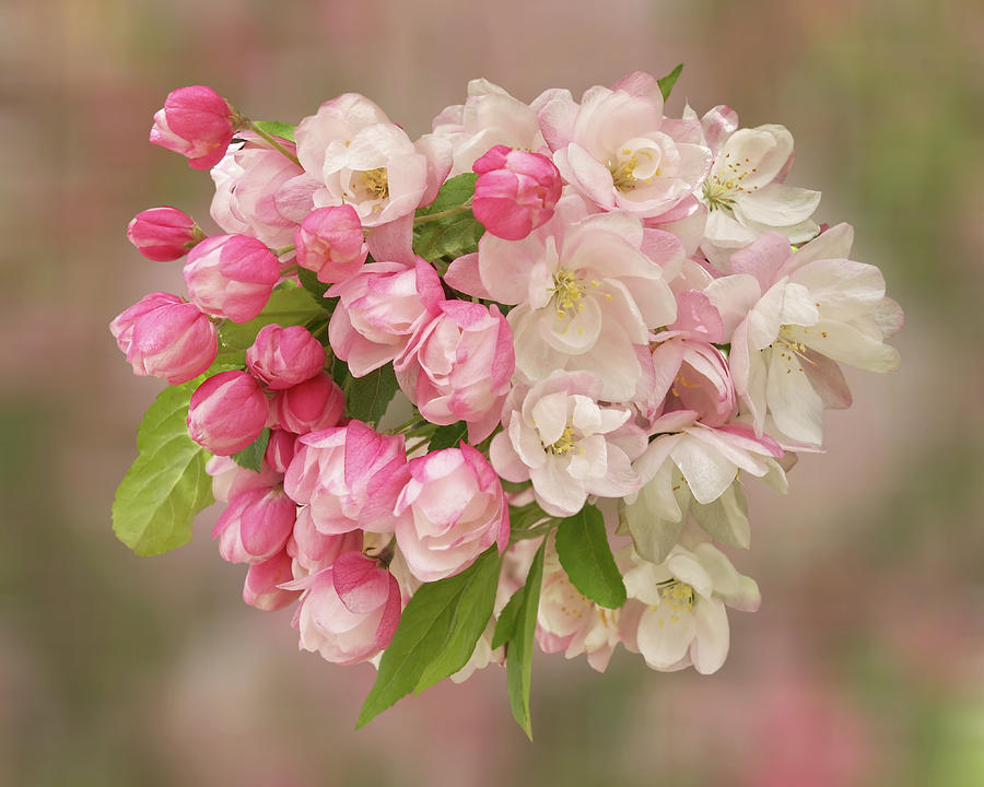 Cherry Blossom Bouquet Photograph by Gill Billington