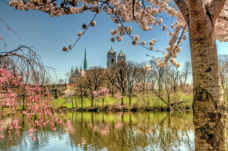 Cherry Blossom Branch Brook Park, Newark, NJ Photograph by Geraldine Scull