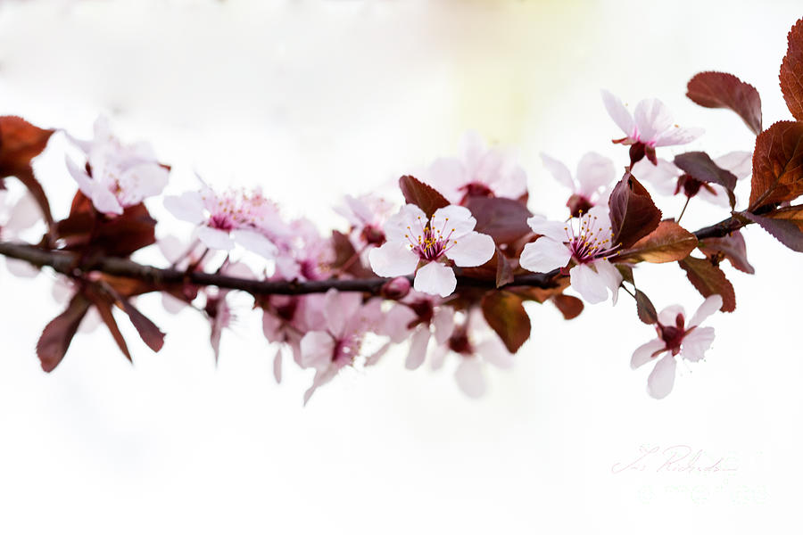 Cherry Blossom Branch Photograph by Iris Richardson