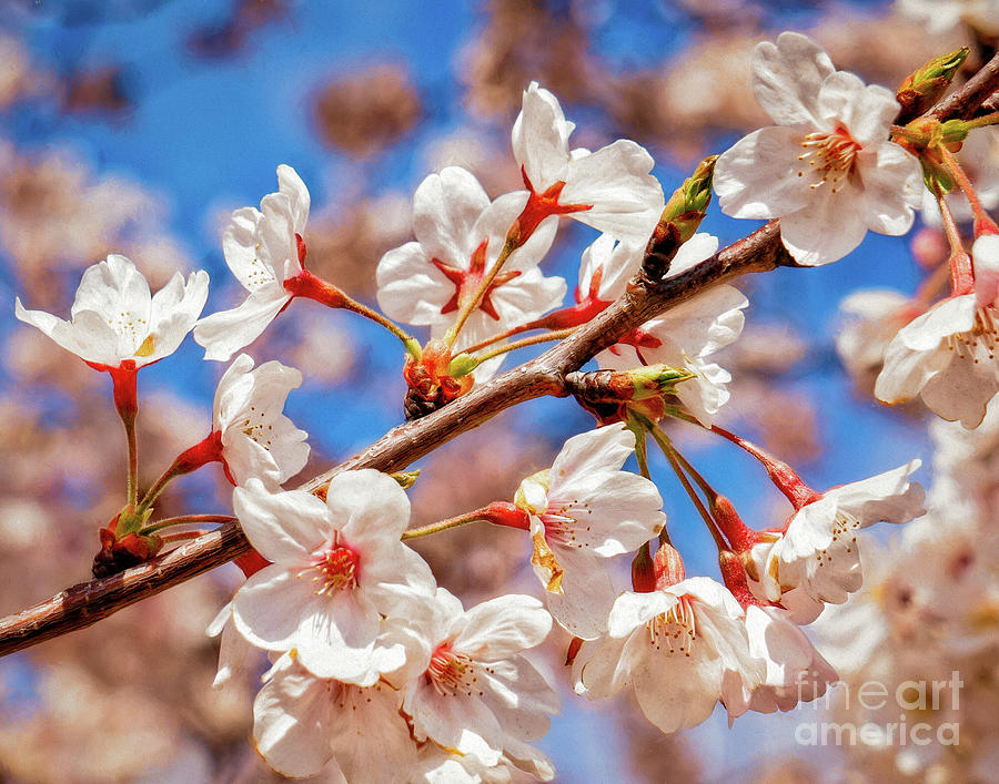 Cherry blossom branch Photograph by Izet Kapetanovic