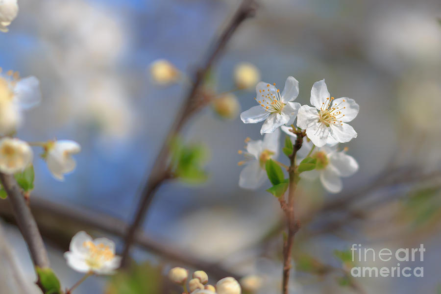 Cherry Blossom Photograph by Brian Jones - Fine Art America