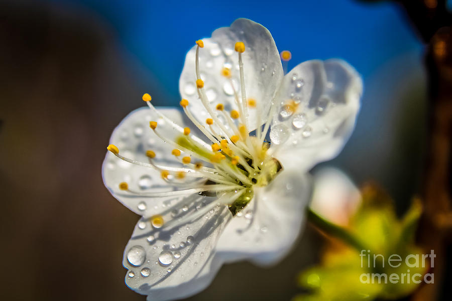 Cherry blossom Photograph by Claudia M Photography