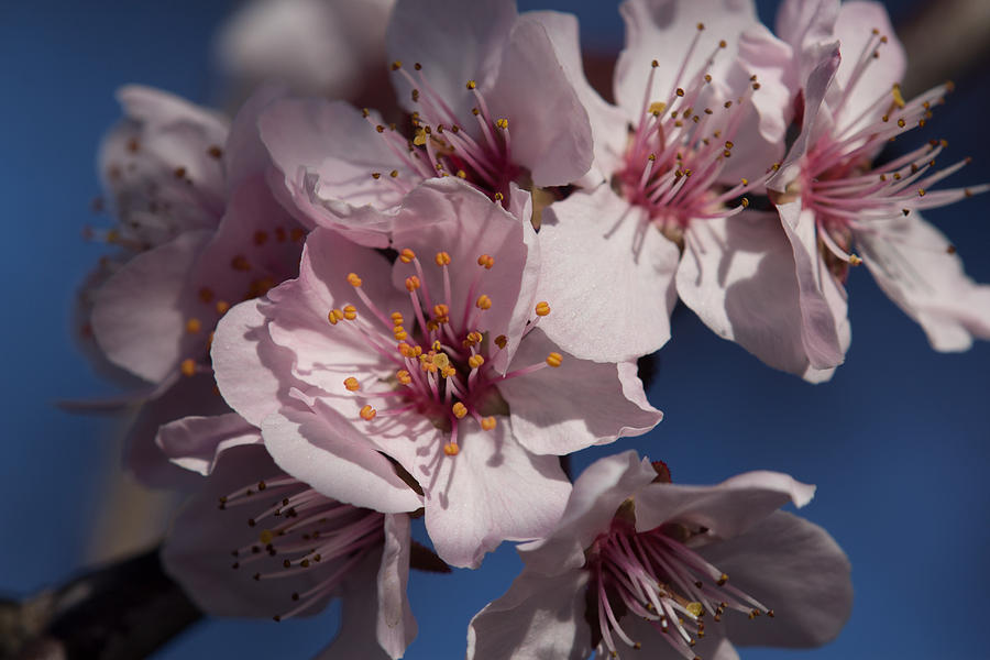 Cherry blossom close up Photograph by Shawn Jeffries