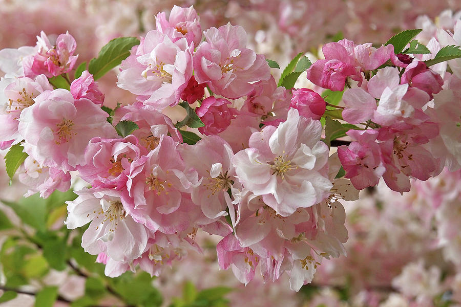 Cherry Blossom Closeup Photograph by Gill Billington