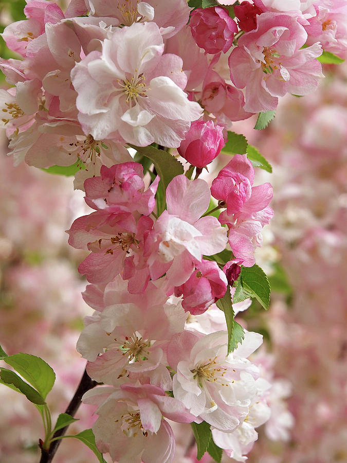 Cherry Blossom Closeup Vertical Photograph by Gill Billington