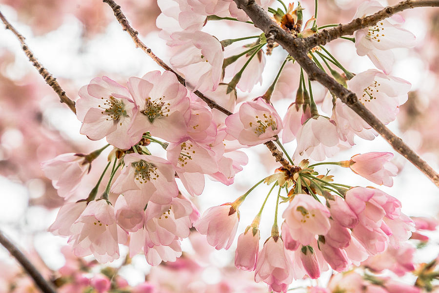 Cherry Blossom Clusters by Karen Saunders Cherry Blossom Clusters by Karen Saunders