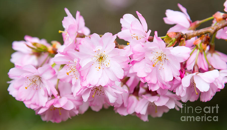 Cherry blossom Photograph by Colin Rayner