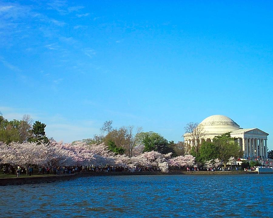Cherry Blossom Crowds Photograph by Betty Buller Whitehead