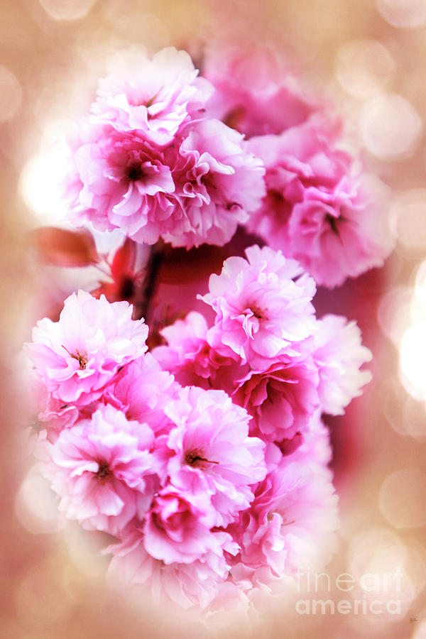 Cherry Blossom Photograph by David Millenheft