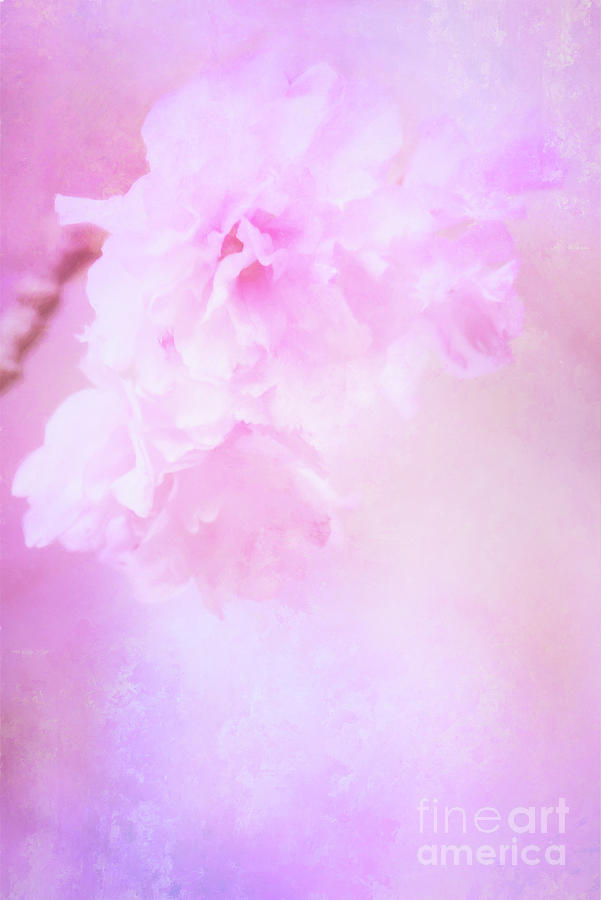 Cherry Blossom Delight Photograph by Anita Pollak