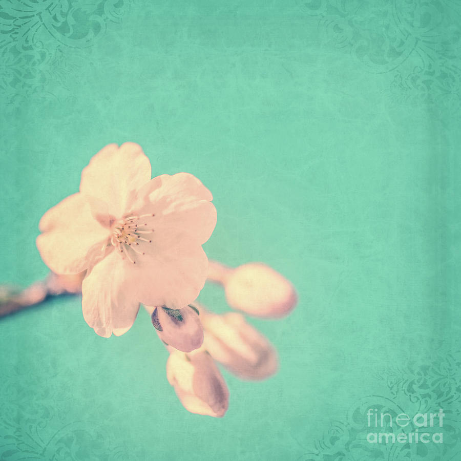 Flower Photograph - Cherry blossom by Delphimages Photo Creations